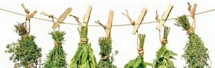 effective herbal ingredients for prostatitis